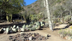 Lush greenery and pathways of the Avalon Botanic Gardens